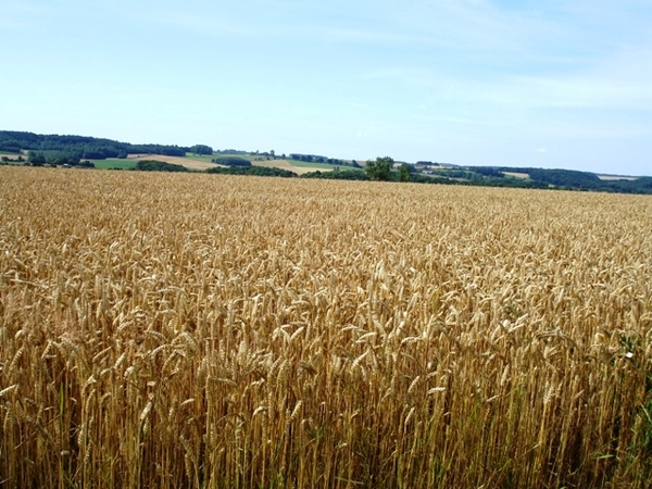 Ardennen Adeps wandeling Dene