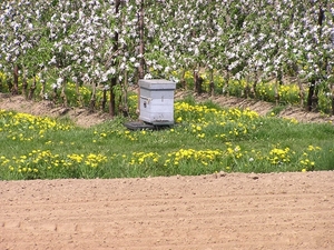 Bijnekast bij appelaanplant in Borgloon