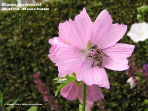 Bij op bloem va het Kaasjeskruid