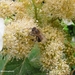 Bij op de bloem van Hydrangea