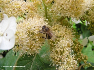 Bij op de bloem van Hydrangea