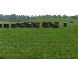 Bijenkasten op de heide te Limburg