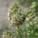 Reseda adorata - welriekende