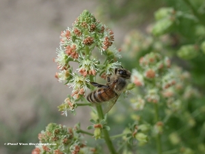 Reseda adorata - welriekende