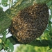 Bijentros , uitgezwermde bijen
