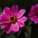 IMG_4651 Dahlia