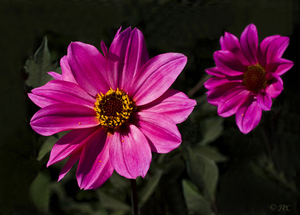 IMG_4651 Dahlia