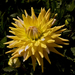 IMG_4680 Dahlia