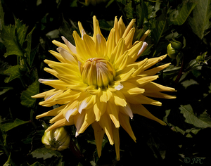 IMG_4680 Dahlia