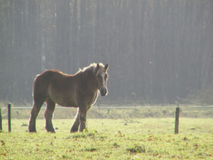 Paard