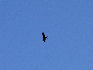 21 RUGEN 1-2005 278