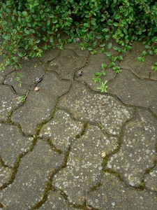 21 RUGEN 1-2005 280