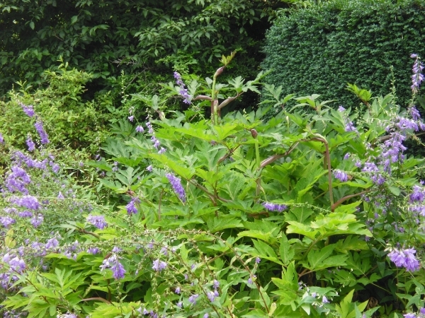 angelica gigas in Bokrijk 1