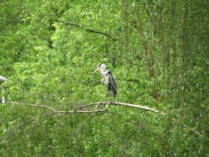test2005-05-22 Papendrecht D 070
