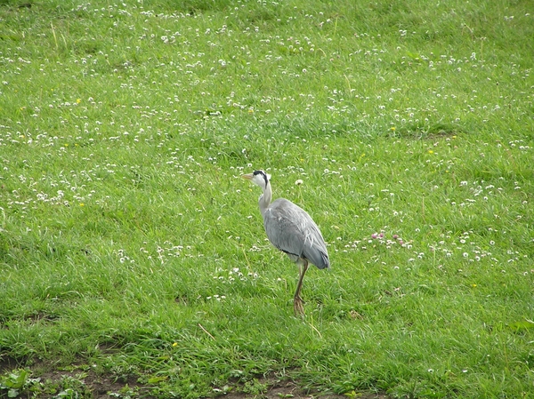 test2005-05-22 Papendrecht D 107