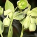 0- a  1 helleborus%20Foetidus