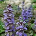 0- a  1Ajuga_01_Small