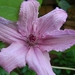 0- a  1clematis%20120%20(Small)
