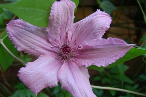 0- a  1clematis%20120%20(Small)