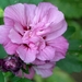 0- a  1Hibiscus%20HPIM3338%20(Small)