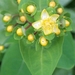 0- a  1Hypericum%20hersthooi