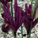 0- a  1iris%20reticulata