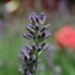 0- a  1lavendel%20150%20(Small)