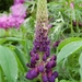 0- a  1lupine%20091%20(Small)