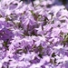 0- a  1phlox%20subulata%20016%20(Small)