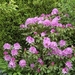 0- a  1rhodo%20paars%20(Small)