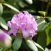 0- a  1rhododendron%20027%20(Small)