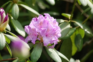 0- a  1rhododendron%20027%20(Small)