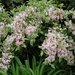 0- a  1weigela%20(Small)