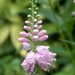 0- a 1physostegia%20bouquet%20rose%20Hpim1888