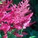 0- a  1astilbe%20(A)%20Fanal