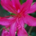 0- a  1azalea%20%20078%20(Small)