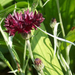 0- a  1centaurea_cyanus_black_ball_Hpim1748