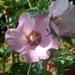 0- a  1hibiscus