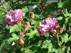 0- a  1Hibiscus%20dubbel%20rose%20HPIM2067%20(Small)