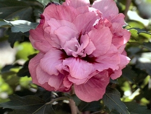 0- a  1Hibiscus%20HPIM2045%20(Small)
