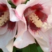 0- a  1Hibiscus%201%20HPIM2081%20(Small)