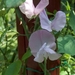 0- a  1lathyrus%20rose%20Hpim1756