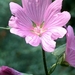 0- a  1Lavatera%20rosea%20HPIM3064%20(Small)