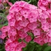 0- a  1phlox%20%20103%20(Small)