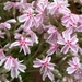 0- a  1phlox%20(S)%20candy%20stripes