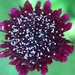 0- a  1scabiosa%20%20ace%20of%20spades%20Hpim1883