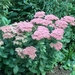 0- a  1Sedum%20HPIM3364%20(Small)