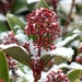 0- a  1Skimmia%20sneeuw%20(Small)