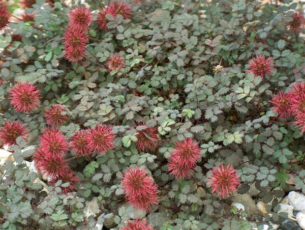 0- a  1stekelnoot%20struik%20HPIM3070%20(Small)