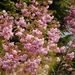 0- a  1Viburnum%20(Small)